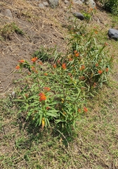 Asclepias curassavica