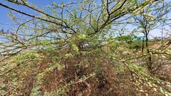Vachellia planifrons