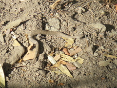 Crotalus willardi willardi