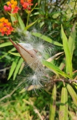 Asclepias curassavica