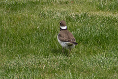 Charadrius vociferus