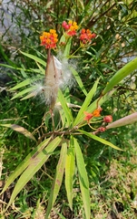 Asclepias curassavica