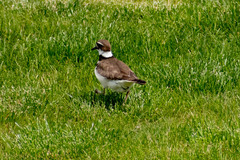 Charadrius vociferus
