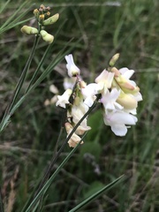 Lathyrus pannonicus
