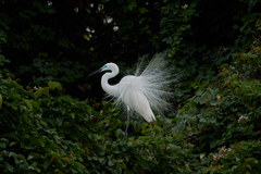 Ardea alba