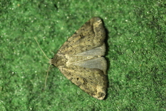 Athetis gluteosa