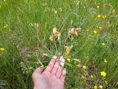 Hesperis tristis