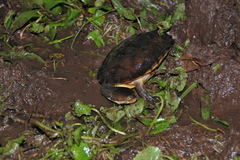 Hydromedusa maximiliani