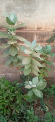 Calotropis procera