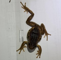 Gastrotheca riobambae