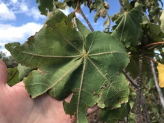 Kokia drynarioides