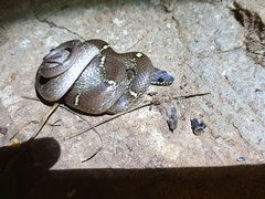 Lycodon anamallensis