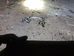 Lycodon anamallensis