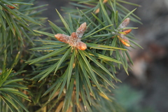 Abies holophylla