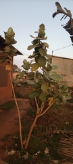 Angiospermae