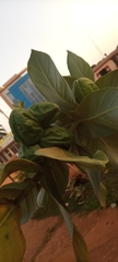 Angiospermae