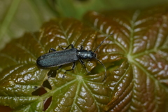 Ischnomera cinerascens