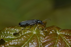 Ischnomera cinerascens