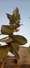 Angiospermae