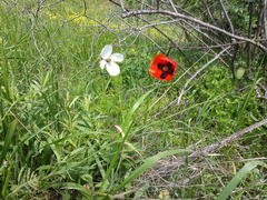 Papaver albiflorum