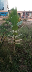Calotropis