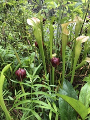 Sarracenia jonesii