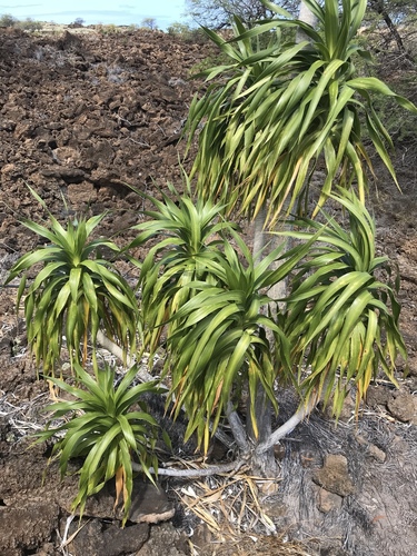 Dracaena hawaiiensis