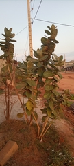 Calotropis procera