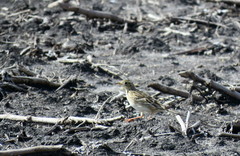 Anthus spragueii