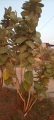 Calotropis procera