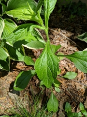 Magnoliopsida