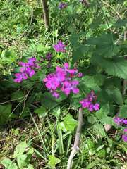 Lunaria annua