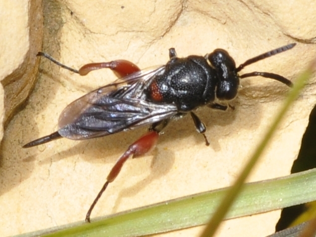 Aphasganophora bidens