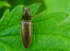 Athous haemorrhoidalis