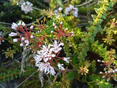 Agathosma ciliaris