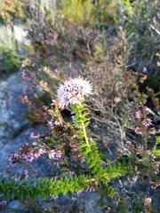 Agathosma ciliaris