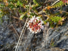 Agathosma ciliaris