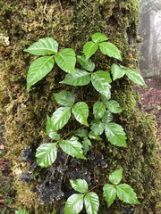 Toxicodendron orientale