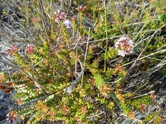 Agathosma ciliaris