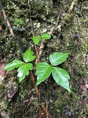 Toxicodendron orientale