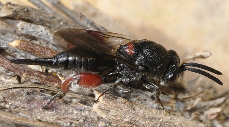 Aphasganophora