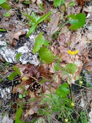 Ranunculus cassubicus