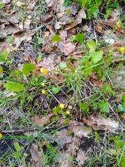 Ranunculus cassubicus