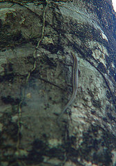 Cryptoblepharus virgatus
