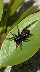 Allocosa funerea