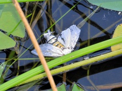 Pseudaphelia apollinaris