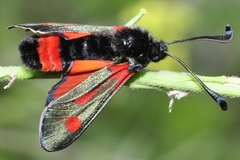 Zygaena sarpedon