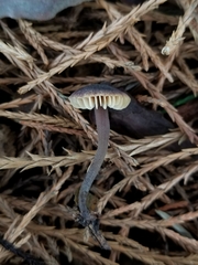 Macrocystidia cucumis
