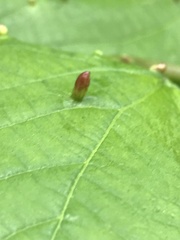 Eriophyes tiliae
