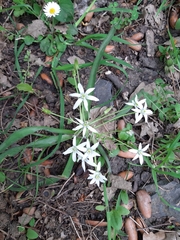Ornithogalum montanum